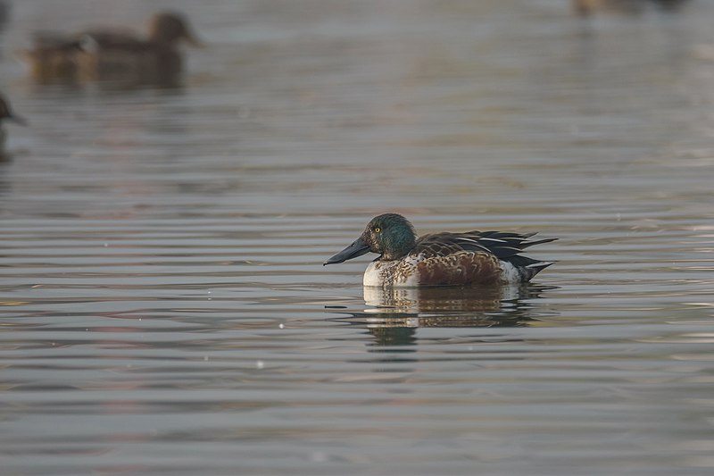 Waterbirds’ population declines in Nepal